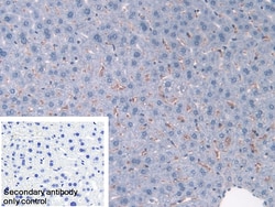 Invitrogen Hemoglobin alpha-1 Polyclonal Antibody 20 &mu;L; Unconjugated:Antibodies,