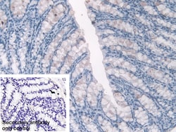 Invitrogen Hemoglobin alpha-1 Polyclonal Antibody 20 &mu;L; Unconjugated:Antibodies,