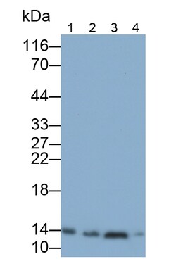 Invitrogen HBB Polyclonal Antibody:Antibodies:Primary Antibodies