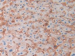 Invitrogen HBD Polyclonal Antibody 20 &mu;L; Unconjugated:Antibodies, Polyclonal