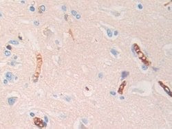Invitrogen HBD Polyclonal Antibody 20 &mu;L; Unconjugated:Antibodies, Polyclonal