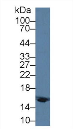 Invitrogen HBD Polyclonal Antibody 20 &mu;L; Unconjugated:Antibodies, Polyclonal