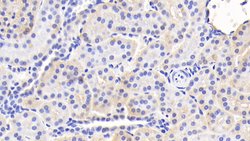 Invitrogen HFE2 Polyclonal Antibody:Antibodies:Primary Antibodies