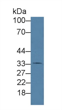 Invitrogen HFE2 Polyclonal Antibody:Antibodies:Primary Antibodies