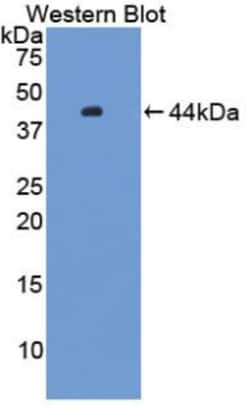 Invitrogen HFE2 Polyclonal Antibody:Antibodies:Primary Antibodies