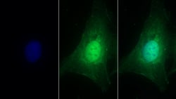 Invitrogen Perlecan Polyclonal Antibody 20 &mu;L; Unconjugated:Antibodies,