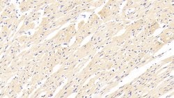 Invitrogen Perlecan Polyclonal Antibody 20 &mu;L; Unconjugated:Antibodies,