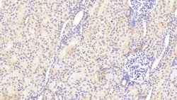 Invitrogen Perlecan Polyclonal Antibody 20 &mu;L; Unconjugated:Antibodies,