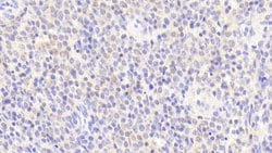 Invitrogen Perlecan Polyclonal Antibody 20 &mu;L; Unconjugated:Antibodies,