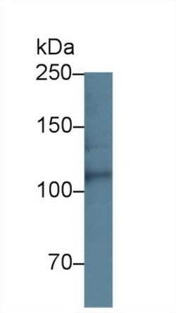 Invitrogen Perlecan Polyclonal Antibody 20 &mu;L; Unconjugated:Antibodies,