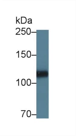 Invitrogen Perlecan Polyclonal Antibody 20 &mu;L; Unconjugated:Antibodies,