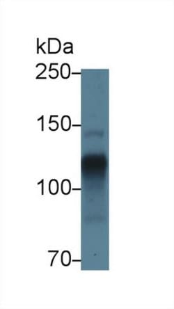 Invitrogen Perlecan Polyclonal Antibody 20 &mu;L; Unconjugated:Antibodies,