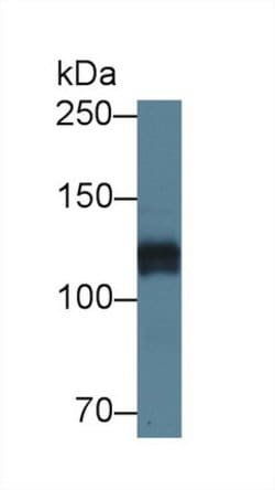 Invitrogen Perlecan Polyclonal Antibody 20 &mu;L; Unconjugated:Antibodies,