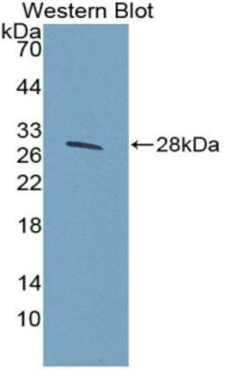 Invitrogen Perlecan Polyclonal Antibody 20 &mu;L; Unconjugated:Antibodies,