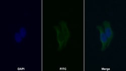 Invitrogen HPa1 Polyclonal Antibody 20 &mu;L; Unconjugated:Antibodies,