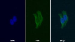 Invitrogen HPa1 Polyclonal Antibody 20 &mu;L; Unconjugated:Antibodies,