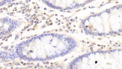 Invitrogen HPa1 Polyclonal Antibody:Antibodies:Primary Antibodies