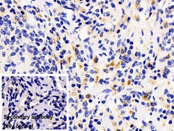 Invitrogen HPa1 Polyclonal Antibody 20 &mu;L; Unconjugated:Antibodies,