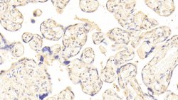 Invitrogen HPa1 Polyclonal Antibody:Antibodies:Primary Antibodies