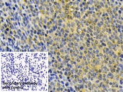 Invitrogen HPa1 Polyclonal Antibody 20 &mu;L; Unconjugated:Antibodies,