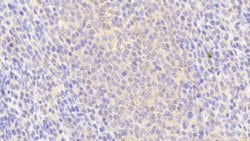 Invitrogen HPa1 Polyclonal Antibody:Antibodies:Primary Antibodies