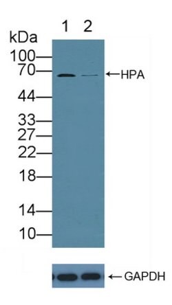 Invitrogen HPa1 Polyclonal Antibody:Antibodies:Primary Antibodies