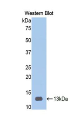 Invitrogen HPa1 Polyclonal Antibody:Antibodies:Primary Antibodies