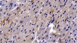 Invitrogen HBEGF Polyclonal Antibody:Antibodies:Primary Antibodies