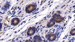 Invitrogen HBEGF Polyclonal Antibody:Antibodies:Primary Antibodies