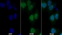 Invitrogen hnRNP A2B1 Polyclonal Antibody 200 &mu;L; Unconjugated:Antibodies,