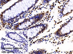 Invitrogen hnRNP A2B1 Polyclonal Antibody 200 &mu;L; Unconjugated:Antibodies,