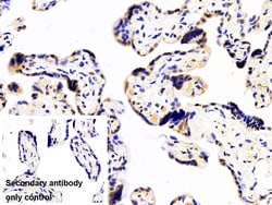 Invitrogen hnRNP A2B1 Polyclonal Antibody 200 &mu;L; Unconjugated:Antibodies,