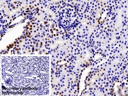Invitrogen hnRNP A2B1 Polyclonal Antibody 200 &mu;L; Unconjugated:Antibodies,