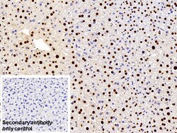 Invitrogen hnRNP A2B1 Polyclonal Antibody 200 &mu;L; Unconjugated:Antibodies,