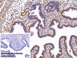 Invitrogen hnRNP A2B1 Polyclonal Antibody 200 &mu;L; Unconjugated:Antibodies,