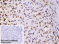Invitrogen hnRNP A2B1 Polyclonal Antibody 200 &mu;L; Unconjugated:Antibodies,