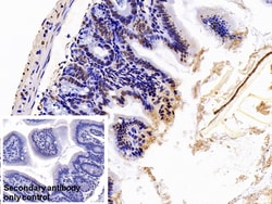 Invitrogen hnRNP A2B1 Polyclonal Antibody 200 &mu;L; Unconjugated:Antibodies,