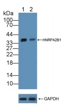 Invitrogen hnRNP A2B1 Polyclonal Antibody 20 &mu;L; Unconjugated:Antibodies,