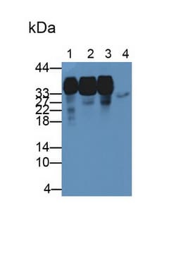 Invitrogen hnRNP A2B1 Polyclonal Antibody 200 &mu;L; Unconjugated:Antibodies,