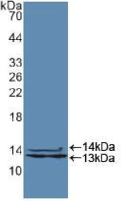 Invitrogen hnRNP A2B1 Polyclonal Antibody 20 &mu;L; Unconjugated:Antibodies,