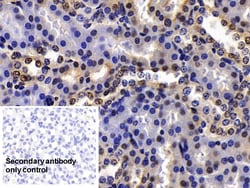 Invitrogen HMGB1 Polyclonal Antibody 200 &mu;L; Unconjugated:Antikörper