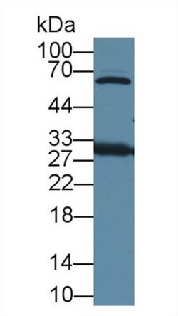 Invitrogen HMGB1 Polyclonal Antibody 200 &mu;L; Unconjugated:Antikörper