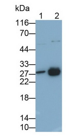 Invitrogen HMGB1 Polyclonal Antibody 200 &mu;L; Unconjugated:Antikörper