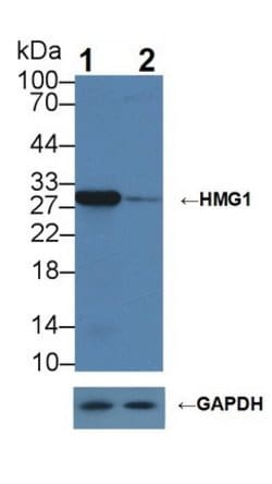 Invitrogen HMGB1 Polyclonal Antibody 200 &mu;L; Unconjugated:Antikörper
