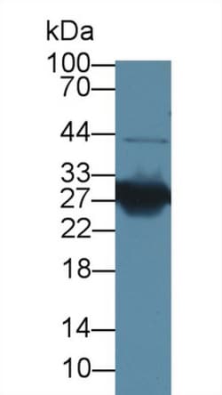 Invitrogen HMGB1 Polyclonal Antibody 200 &mu;L; Unconjugated:Antikörper
