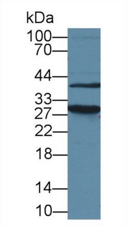 Invitrogen HMGB1 Polyclonal Antibody 200 &mu;L; Unconjugated:Antikörper