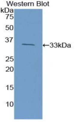 Invitrogen HMGB1 Polyclonal Antibody 200 &mu;L; Unconjugated:Antikörper