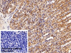 Invitrogen HMGB1 Polyclonal Antibody:Antibodies:Primary Antibodies