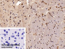 Invitrogen HMGB1 Polyclonal Antibody:Antibodies:Primary Antibodies