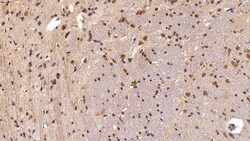Invitrogen HMGB1 Polyclonal Antibody:Antibodies:Primary Antibodies